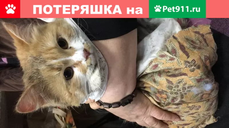 Найден домашний кот на Большой красной 38 в Казани | Pet911.ru
