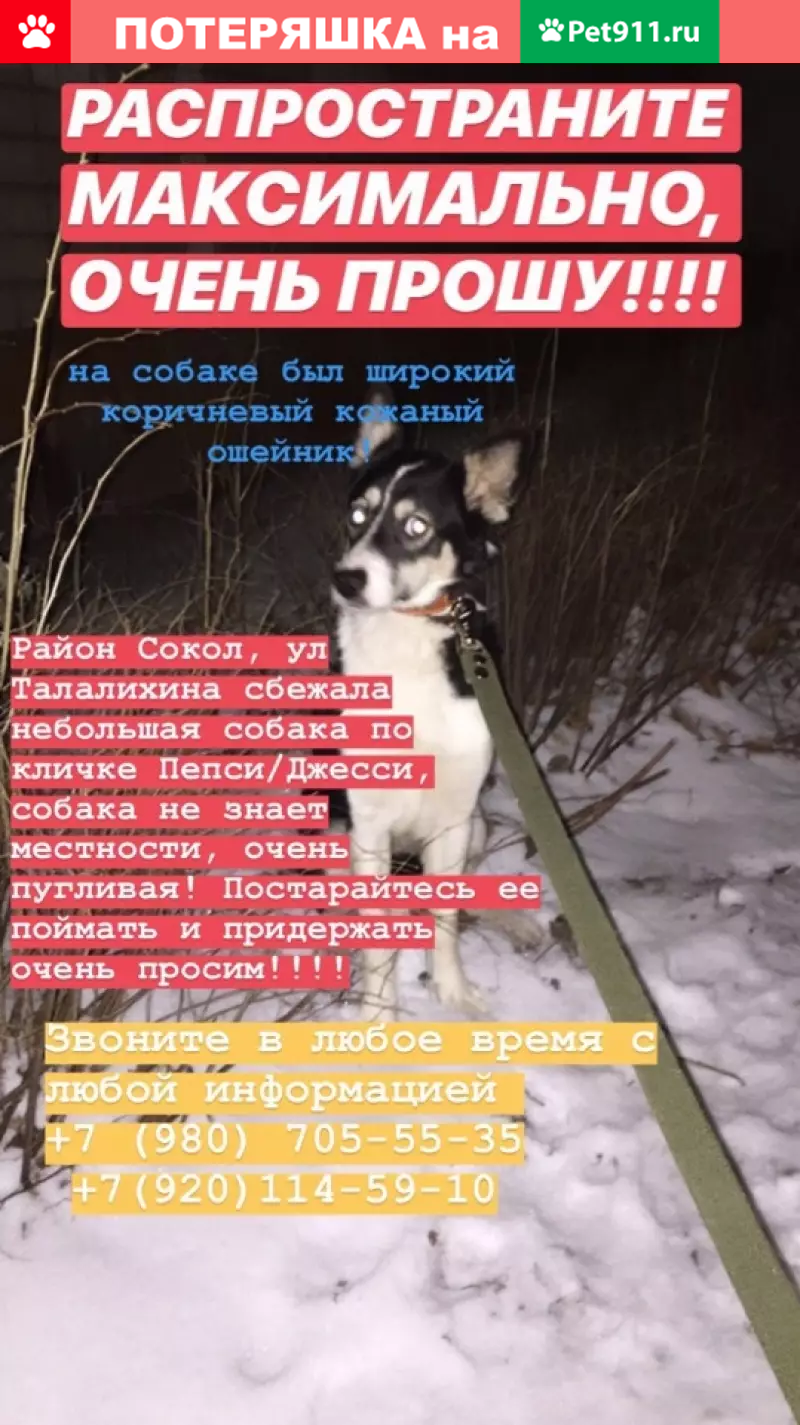 Пропала собака в районе Сокол, Ярославль: помогите найти Пепси/Джесси! |  Pet911.ru