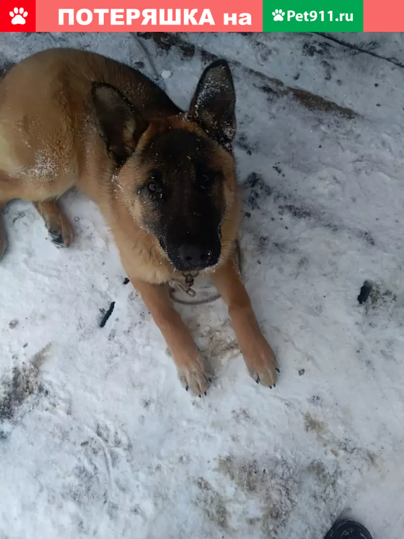 Пропала собака в Заполье, нужна помощь! - photo