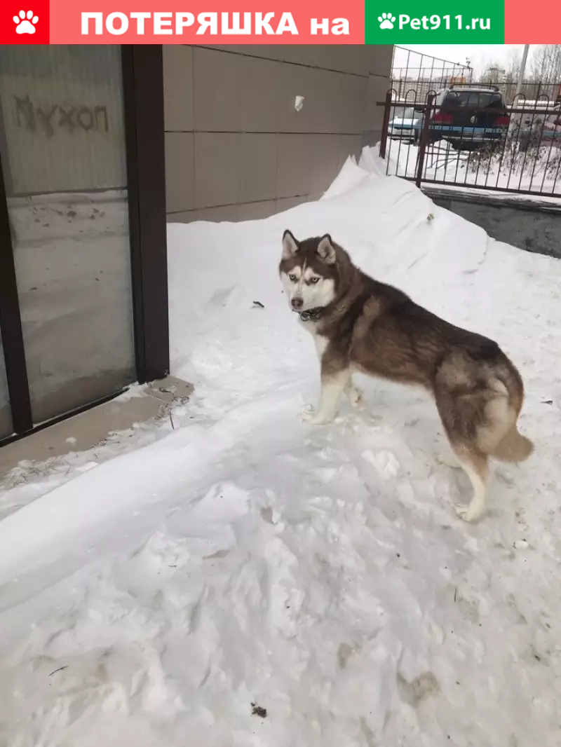 Найдена Хаски на Пролетарском 35 в Сургуте | Pet911.ru