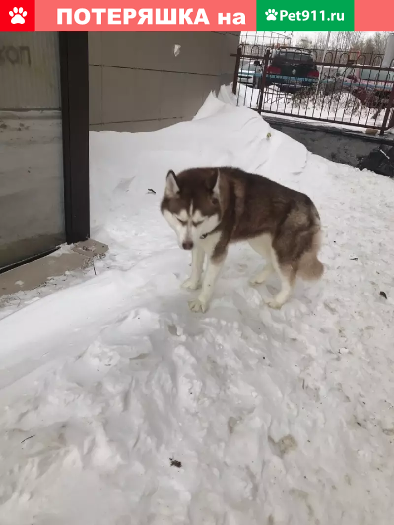 Найдена Хаски на Пролетарском 35 в Сургуте | Pet911.ru