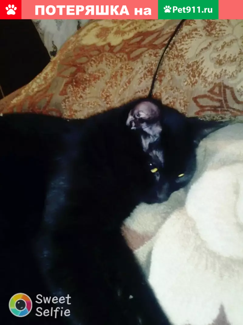 Пропала чёрная собака в Лучегорске, Приамурье - photo