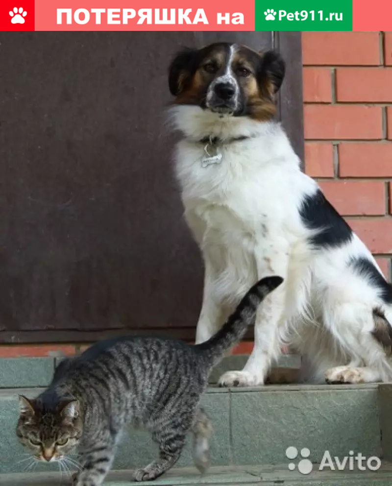 Пропал Макс, красный ошейник, р-н стадиона Заречье, Павловский Посад. |  Pet911.ru