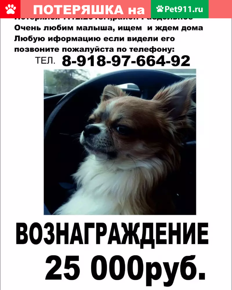 Пропал чихуахуа Пончик в районе Раздольного, Сочи | Pet911.ru