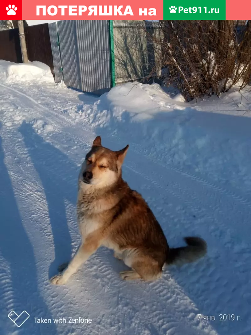 Найдена собака в Кулаево, ищем хозяина или новый дом | Pet911.ru