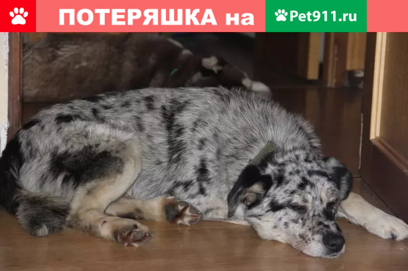 Найдена собака под Оленегорском, ищем хозяина - photo