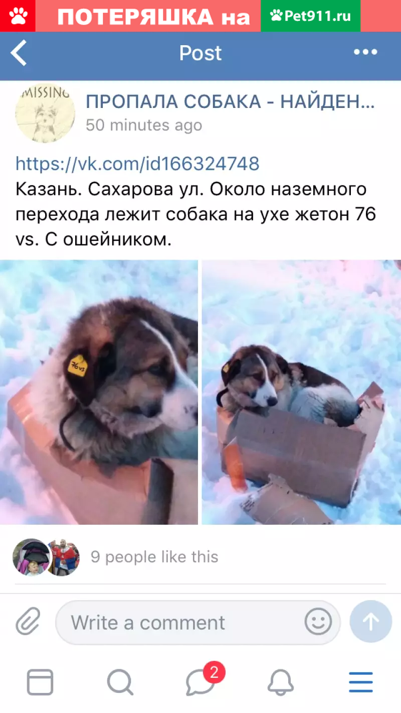 Собака с жетоном 76vs в Казани | Pet911.ru