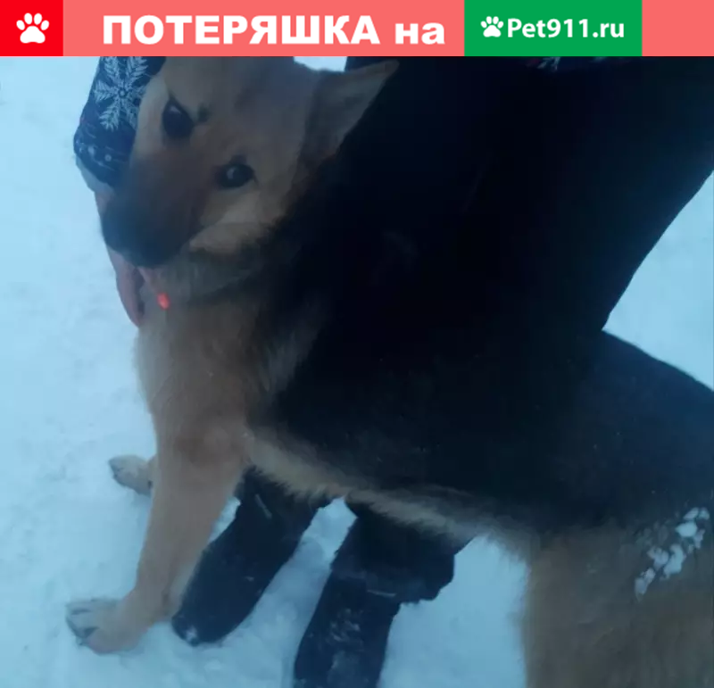 Собака с ошейником найдена в Красноуфимске, ищем хозяина - photo 3