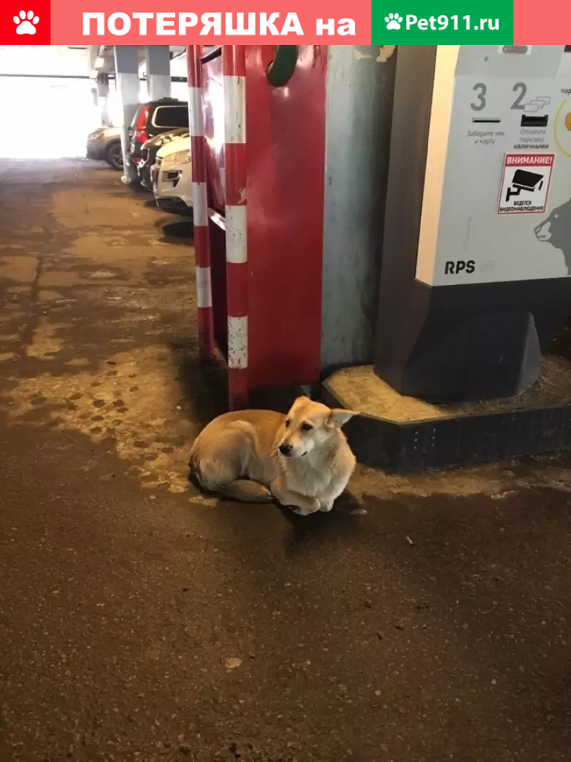 Найдена собака на парковке Атака (Третьяка, 8) | Pet911.ru