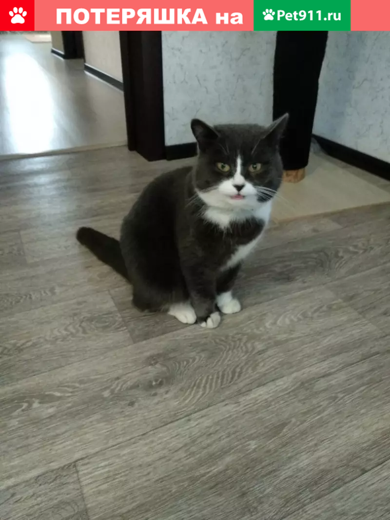 Пропал кот Сеня в Семикаракорске - photo