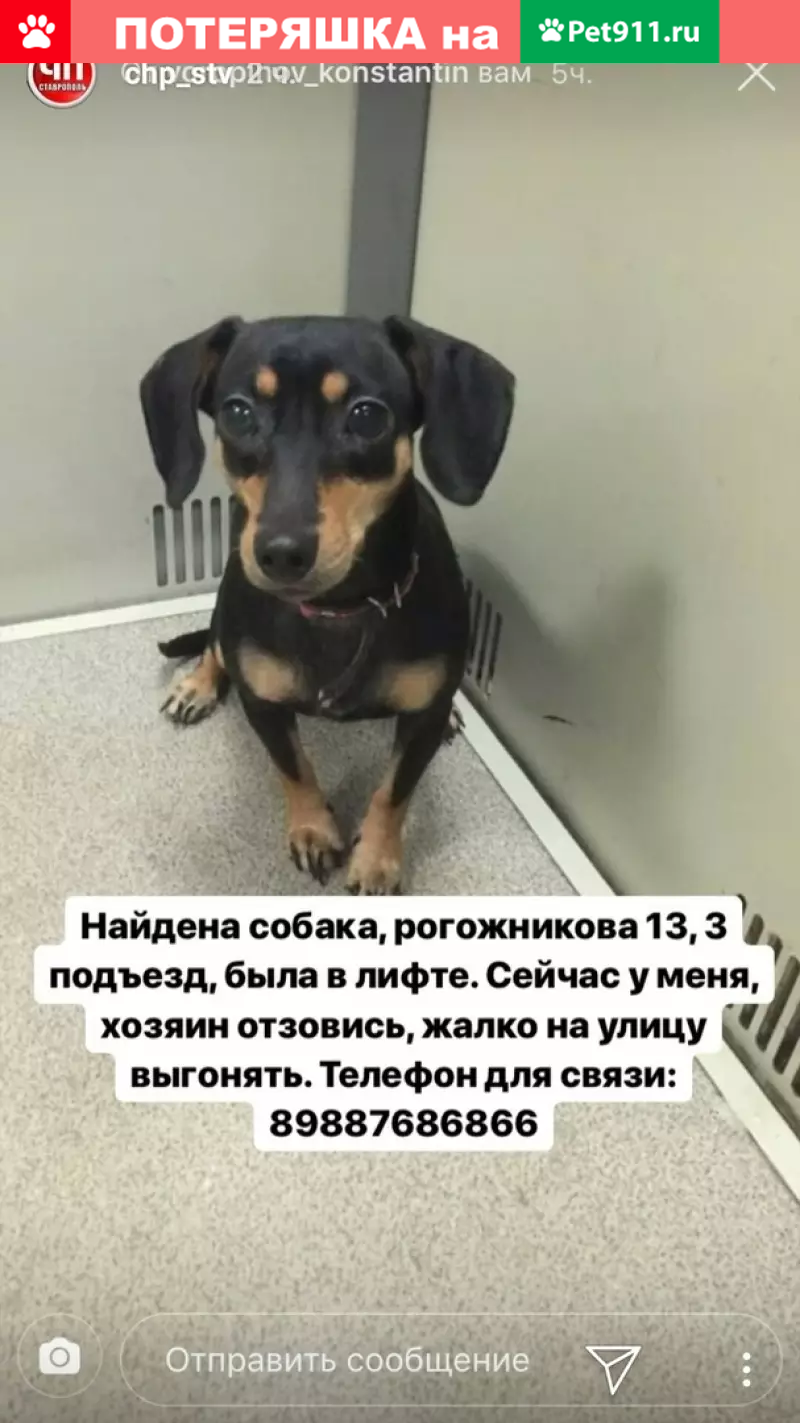 Найдена собака на Рогожникова, Ставрополь | Pet911.ru