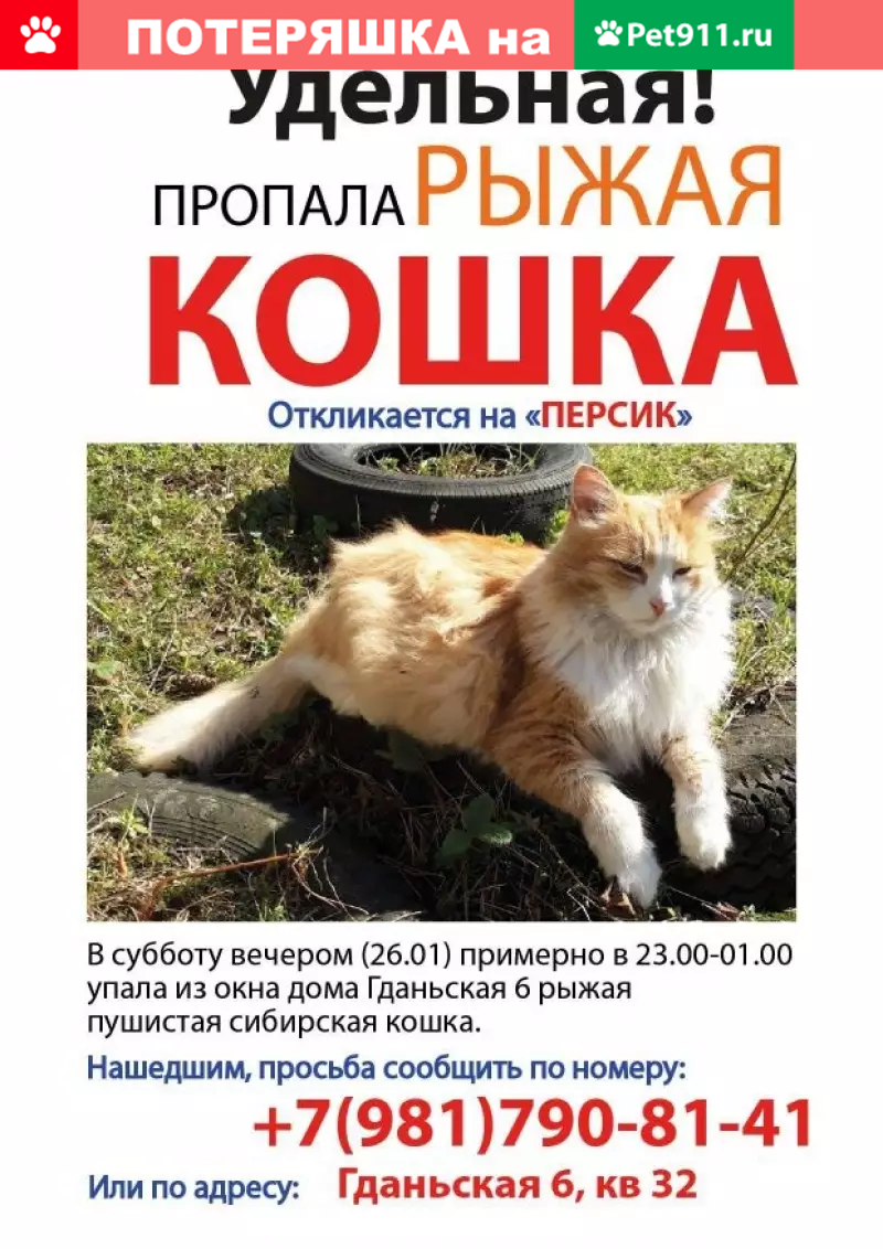 Пропала рыжая кошка в Удельной на Энгельса 55 | Pet911.ru