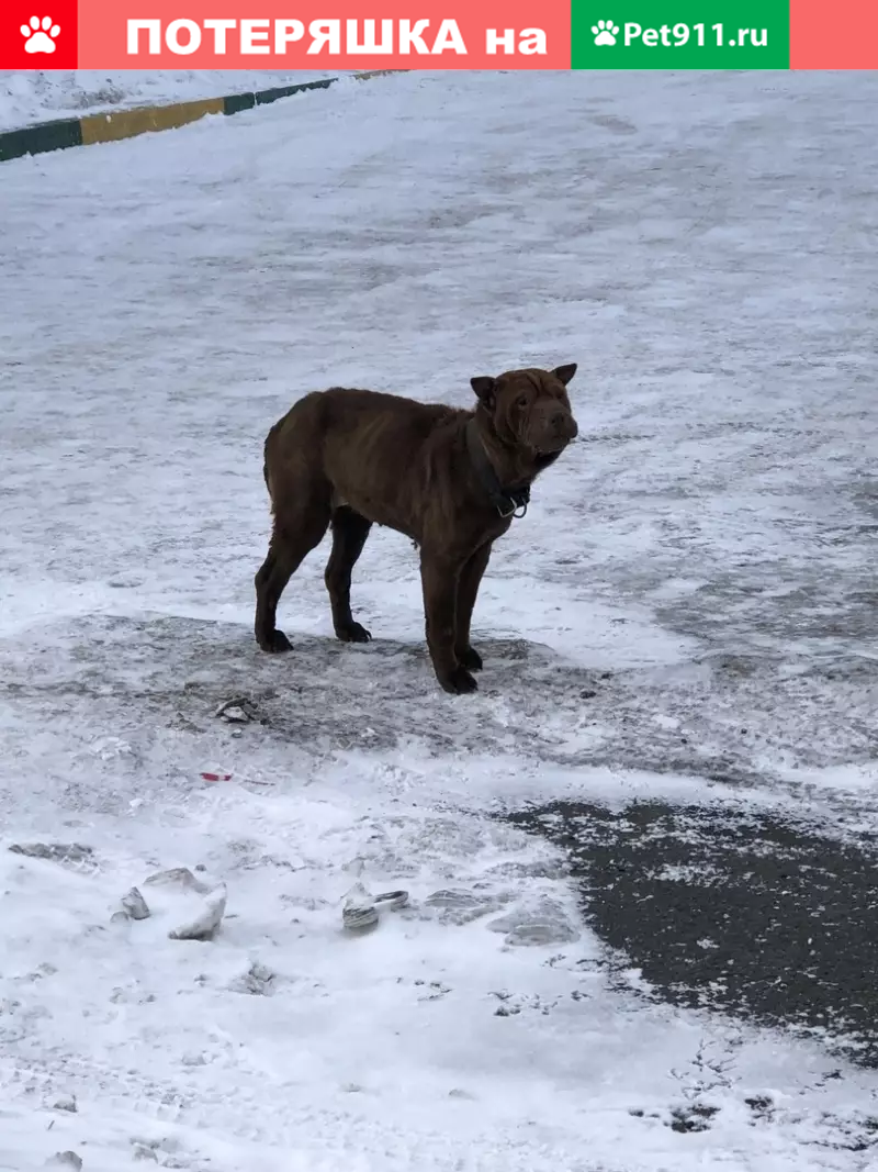 Найдена собака в Новокузнецке, нужна помощь | Pet911.ru