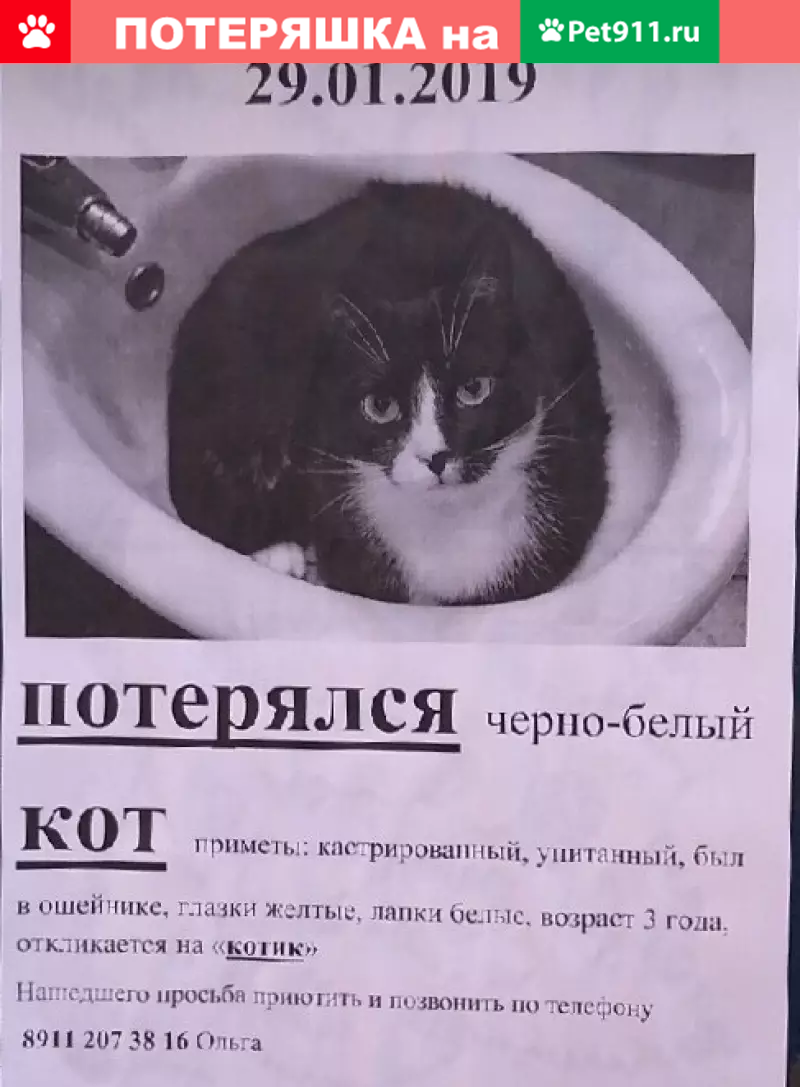 Пропала кошка в СПб, Московский р-н, черно-белая, 3 года. | Pet911.ru