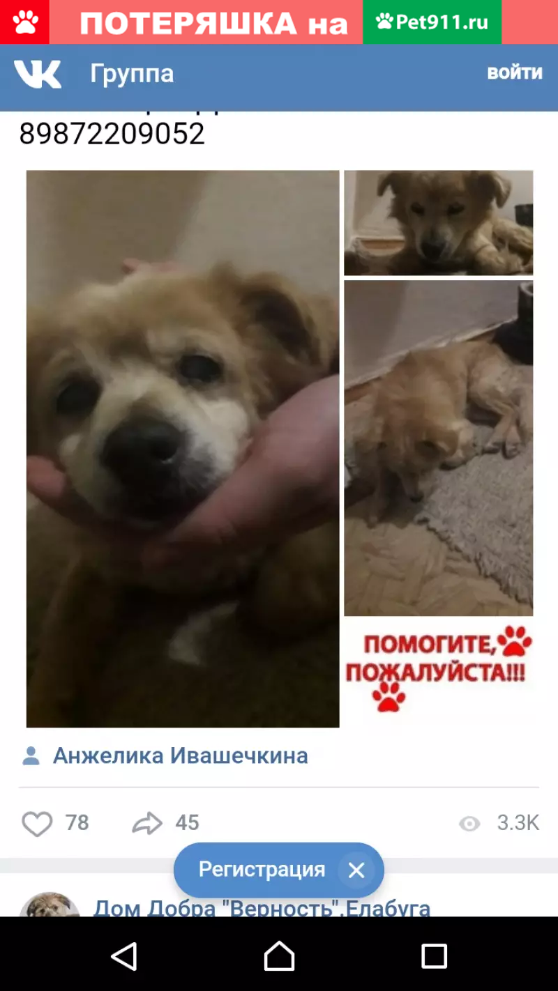 Пропала собака Андрик в Елабуге. | Pet911.ru