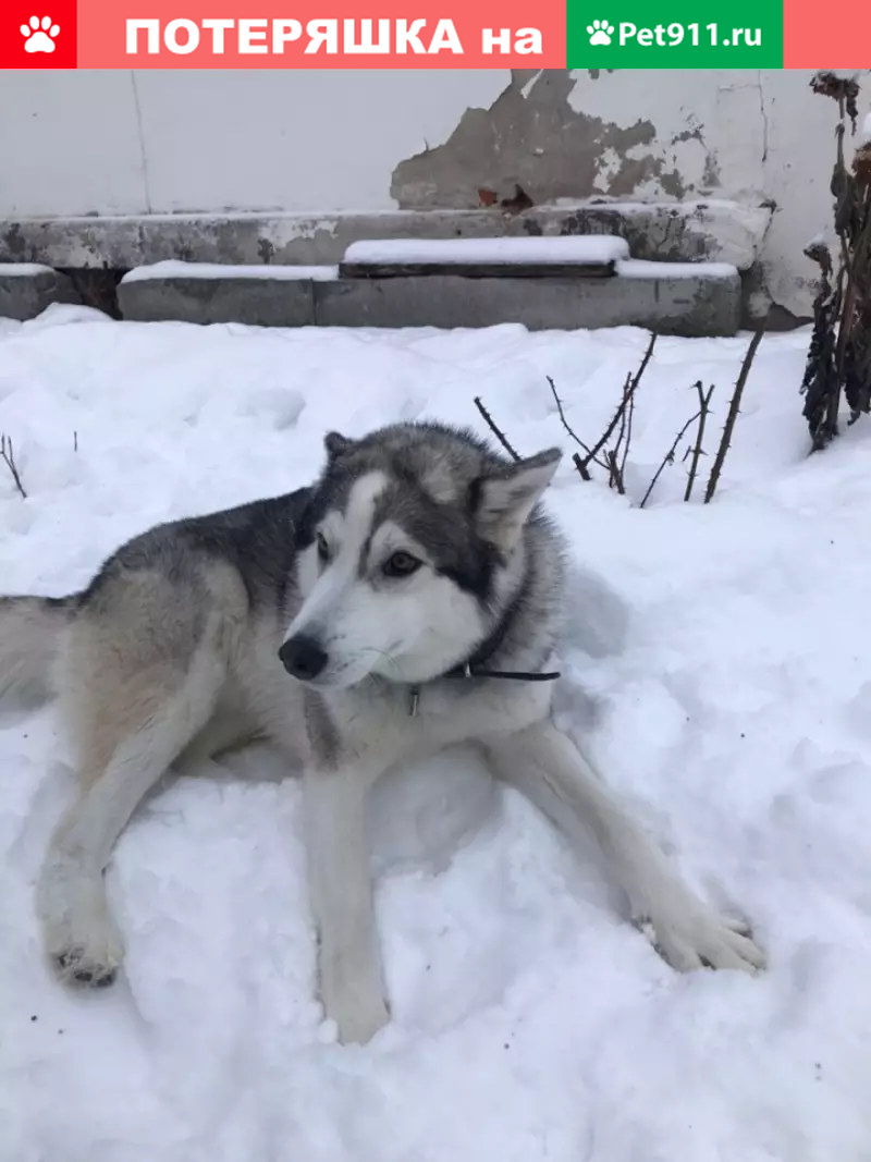 Пропала собака в пос. Стригино, Нижний Новгород | Pet911.ru