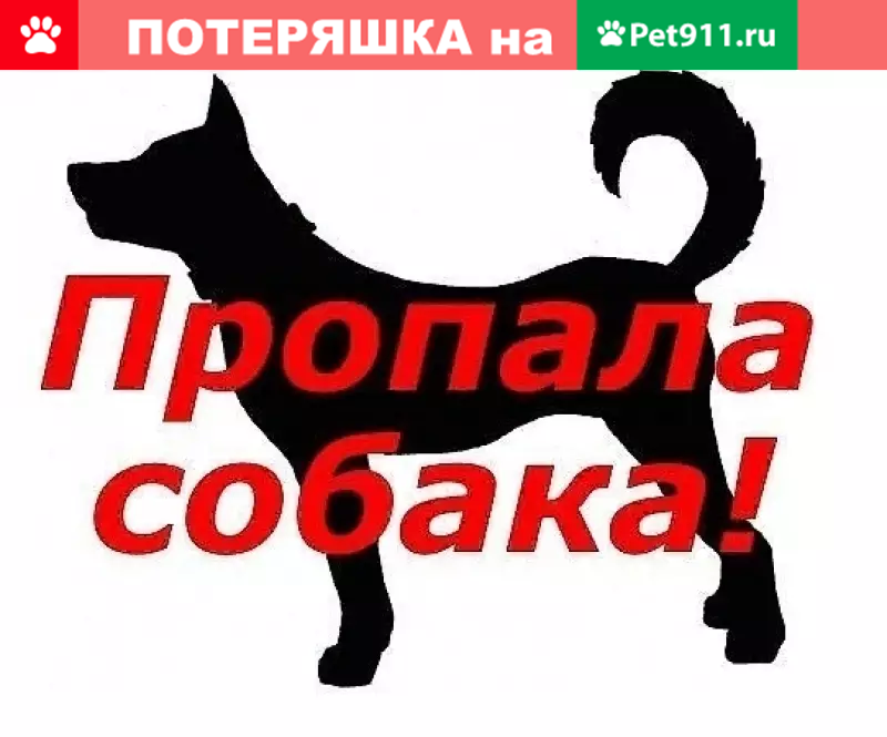 Картинка ищу собаку