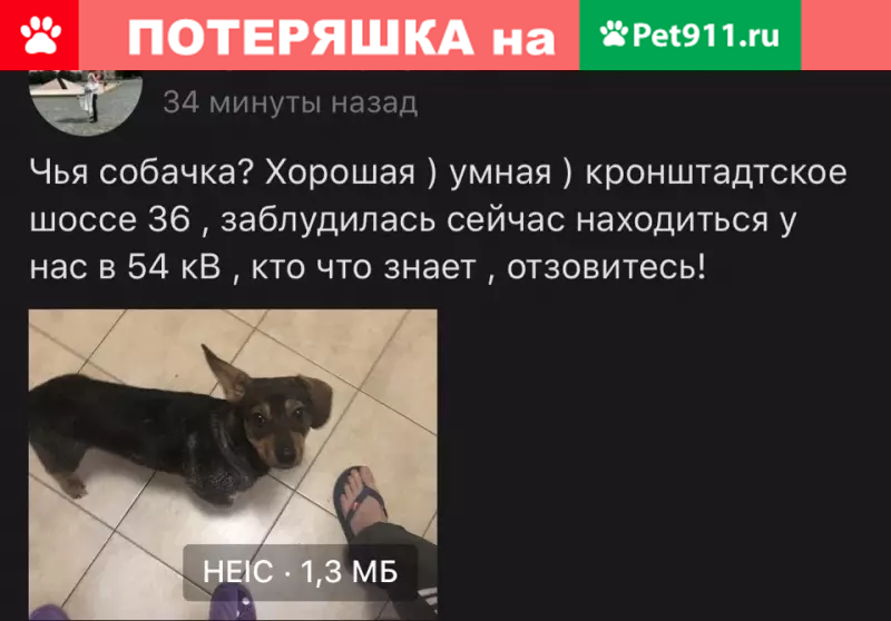 Найдена собака на Крон-шоссе 36 в Санкт-Петербурге - photo