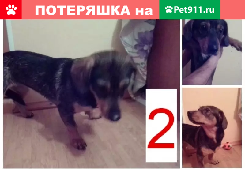 Найдена собака на Крон-шоссе 36 в Санкт-Петербурге - photo 2