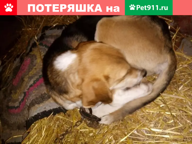 Найдена собака породы Гончая в Ардатове - photo