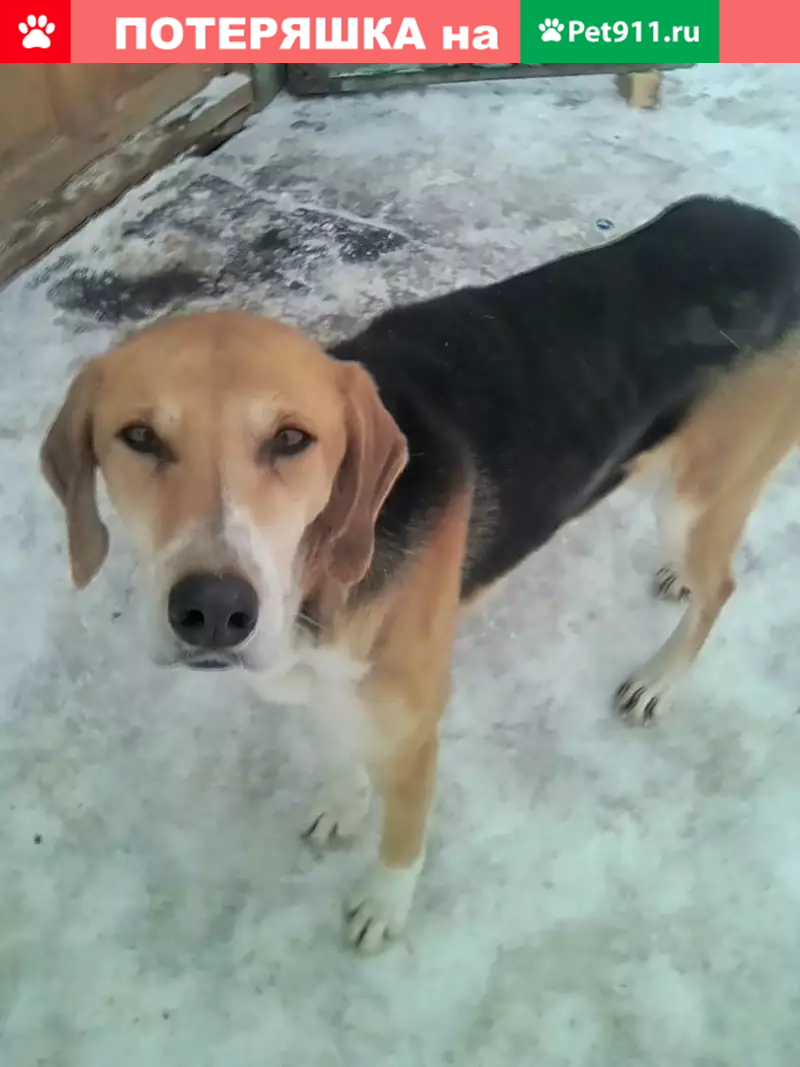 Найдена собака породы Гончая в Ардатове - photo 2