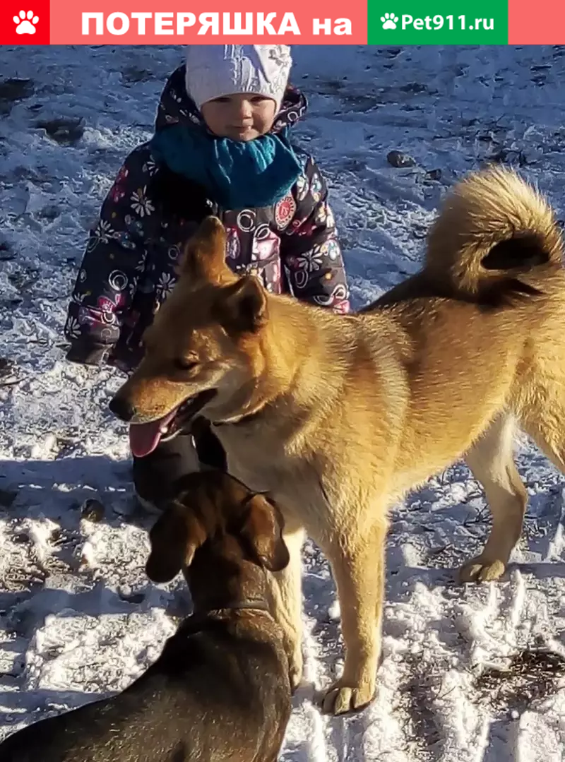 Пропала собака в с. Сселки, Липецк. | Pet911.ru