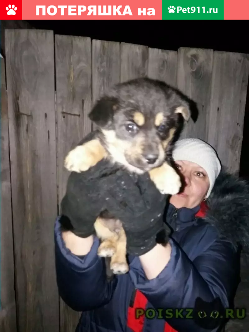 Собака Сонечка ищет дом для трех щенков в Кургане | Pet911.ru