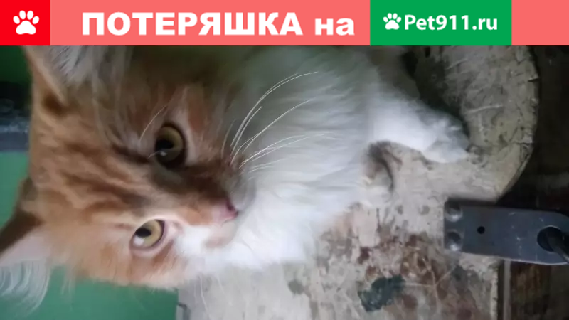 Рыже-белая кошка найдена в Пинске - photo