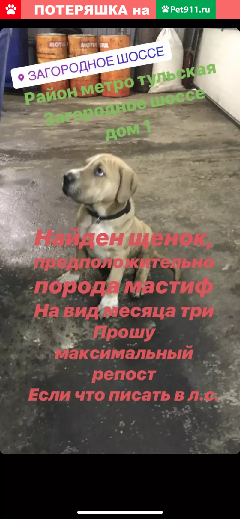 Найдена собака около метро Тульская | Pet911.ru