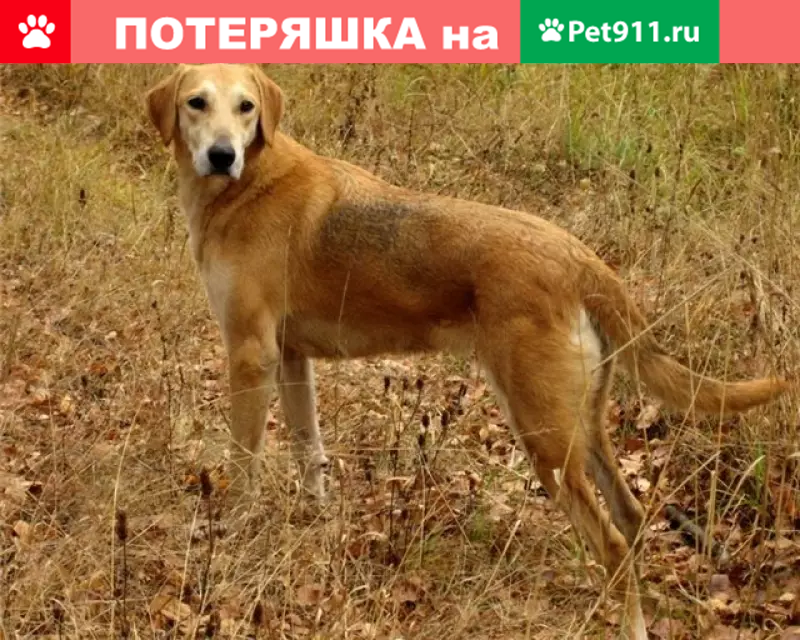 Пропала охотничья собака Буян в Звенигово - photo