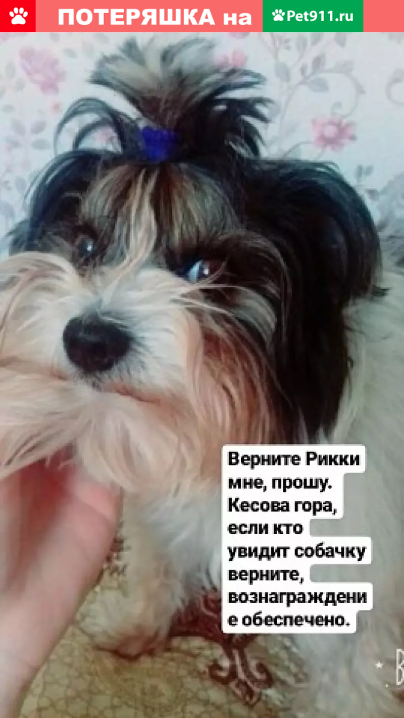 Пропала собака в Тверской области, вознаграждение | Pet911.ru