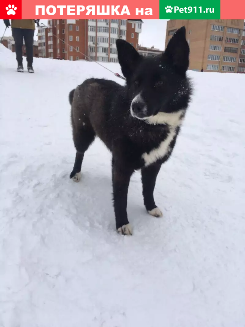 Найдена собака в районе Пионерской, Коломна | Pet911.ru