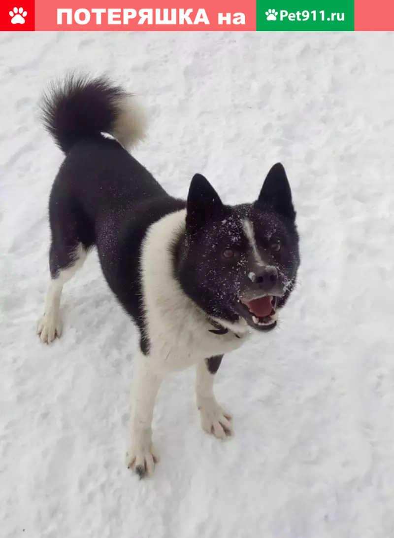 Пропала собака в районе Твердино, ищем уже 4 дня! | Pet911.ru