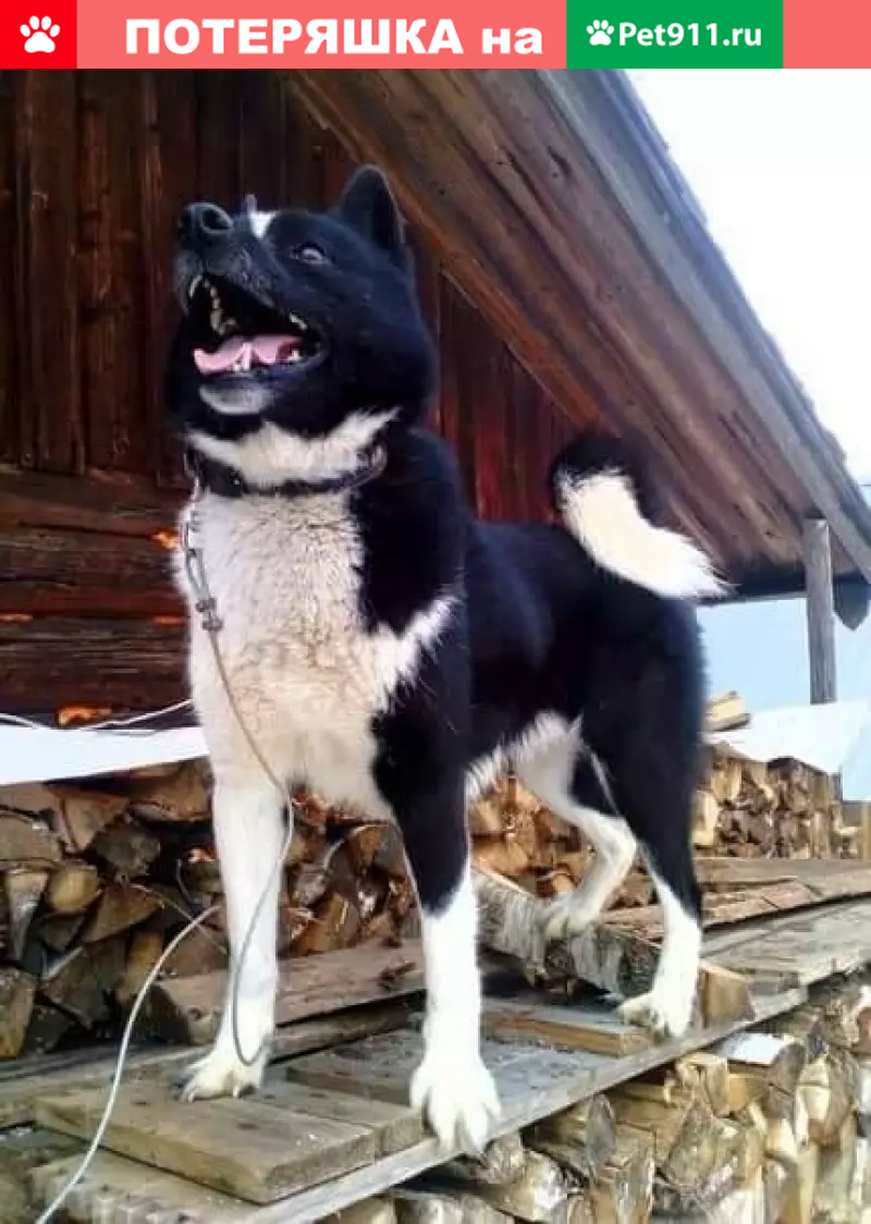 Пропала собака в районе Твердино, ищем уже 4 дня! | Pet911.ru