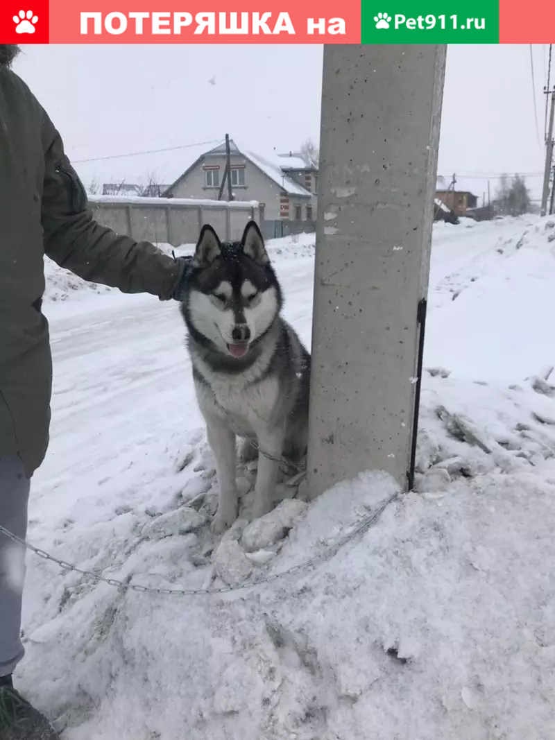 Найдена собака в п. Авиатор, Барнаул. | Pet911.ru