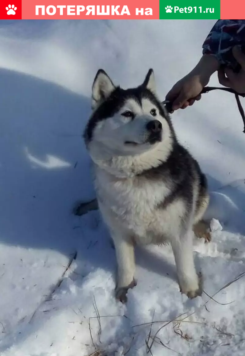 Найдена собака возле КПП в Радужном | Pet911.ru