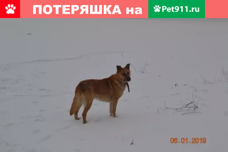 Пропала собака Джип в селе Селиваниха, Красноярский край | Pet911.ru