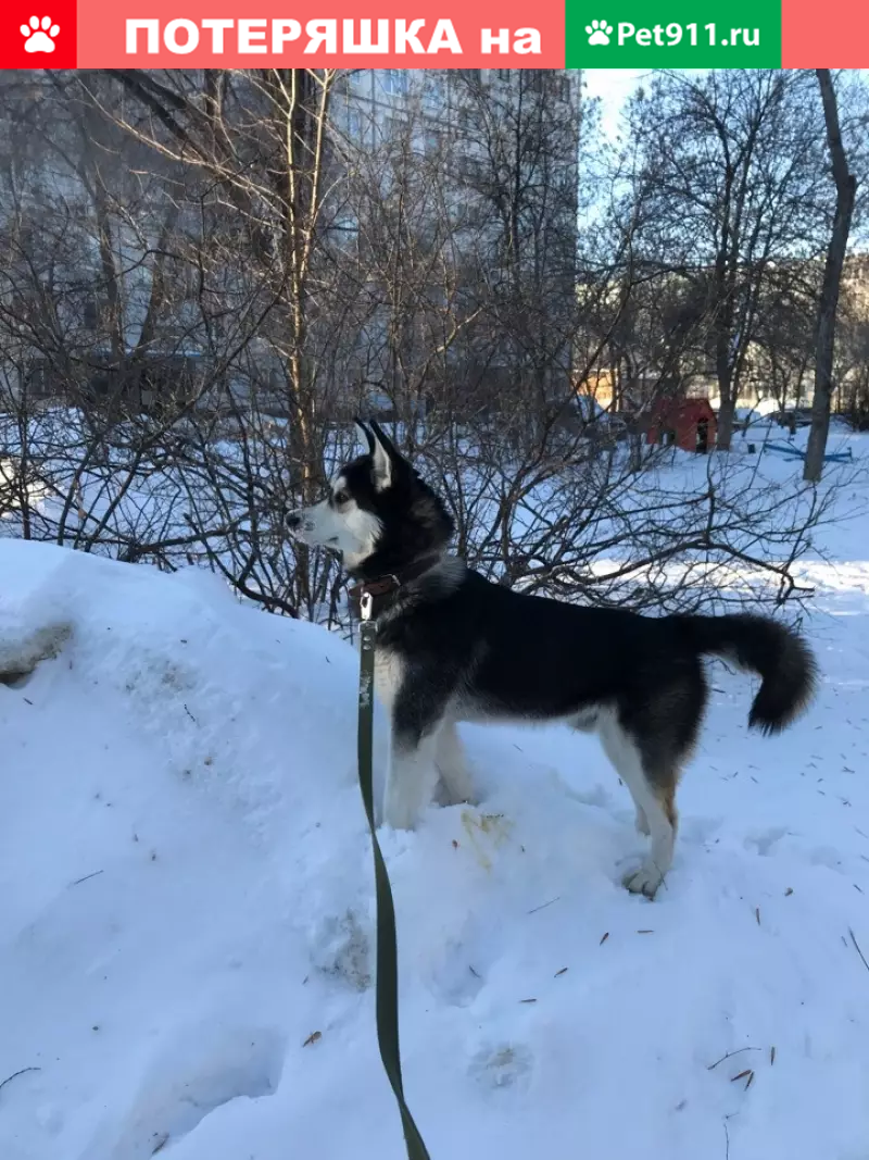 Пропала хаски Милтон в 10 кв. и алабай Дин в районе Мичурина, Ленина. |  Pet911.ru