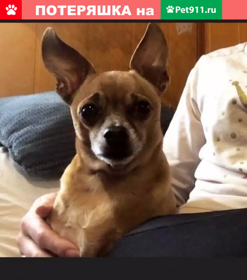 Пропала собака на Октябрьской, Бобруйск, Беларусь - photo