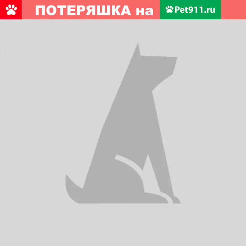 Пропала немецкая овчарка в районе Карбутовки (Житомир) - photo