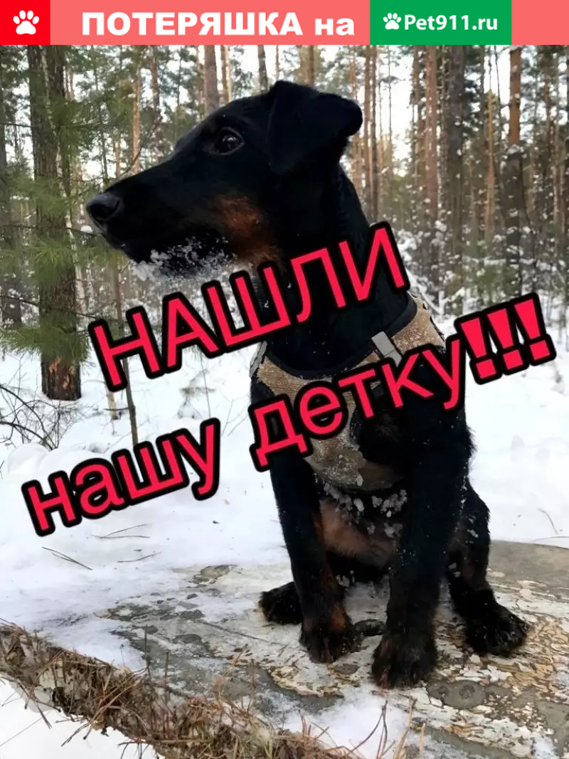 Найдена собака в Барнауле, Россия | Pet911.ru