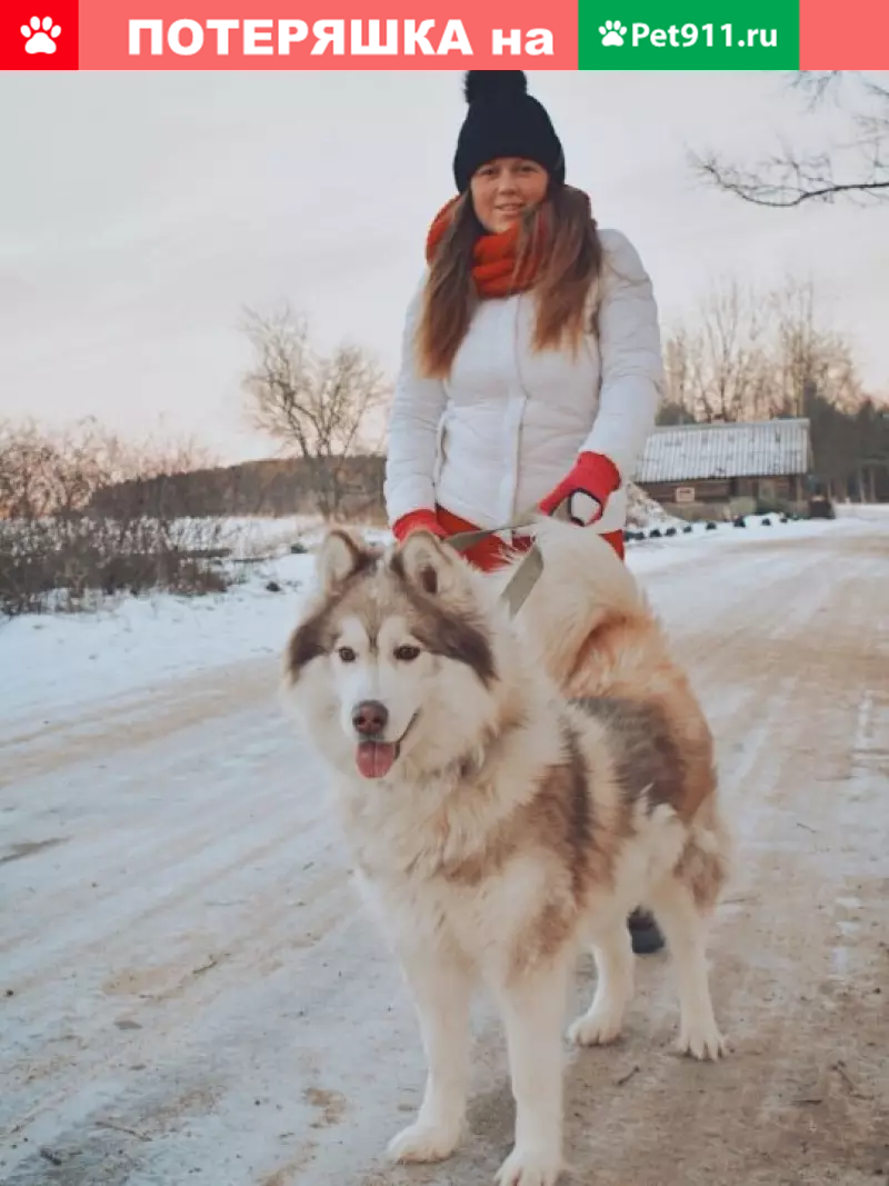 Пропала собака Рокси в Межниках, Кингисеппский р-н - photo