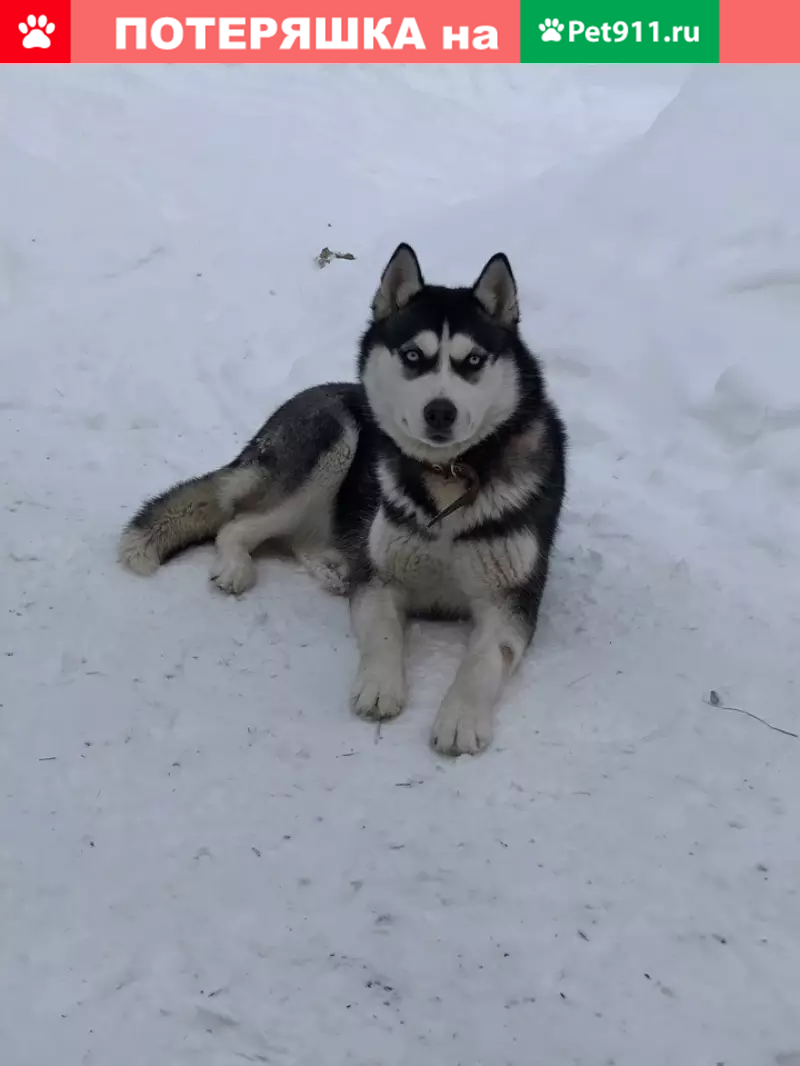 Пропала собака породы Сибирская хаски в Тобольске, названа Боня | Pet911.ru