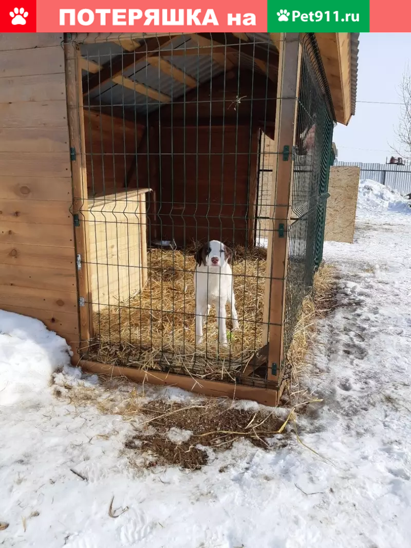 Найдена собака на ул. Красной в Челябинске | Pet911.ru