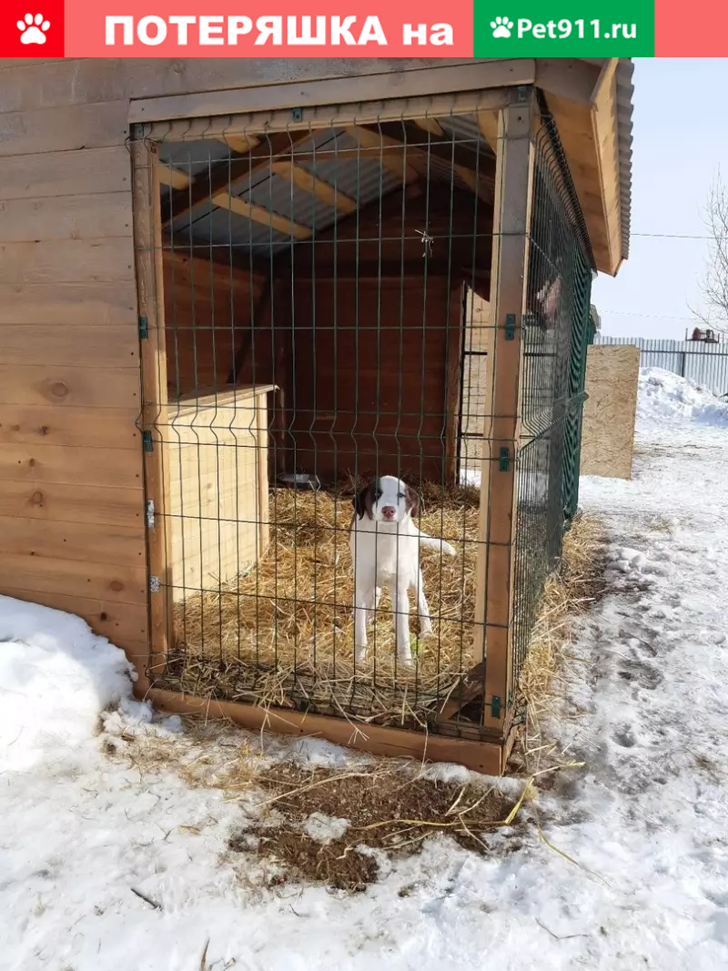 Найдена собака на ул. Красной в Челябинске | Pet911.ru