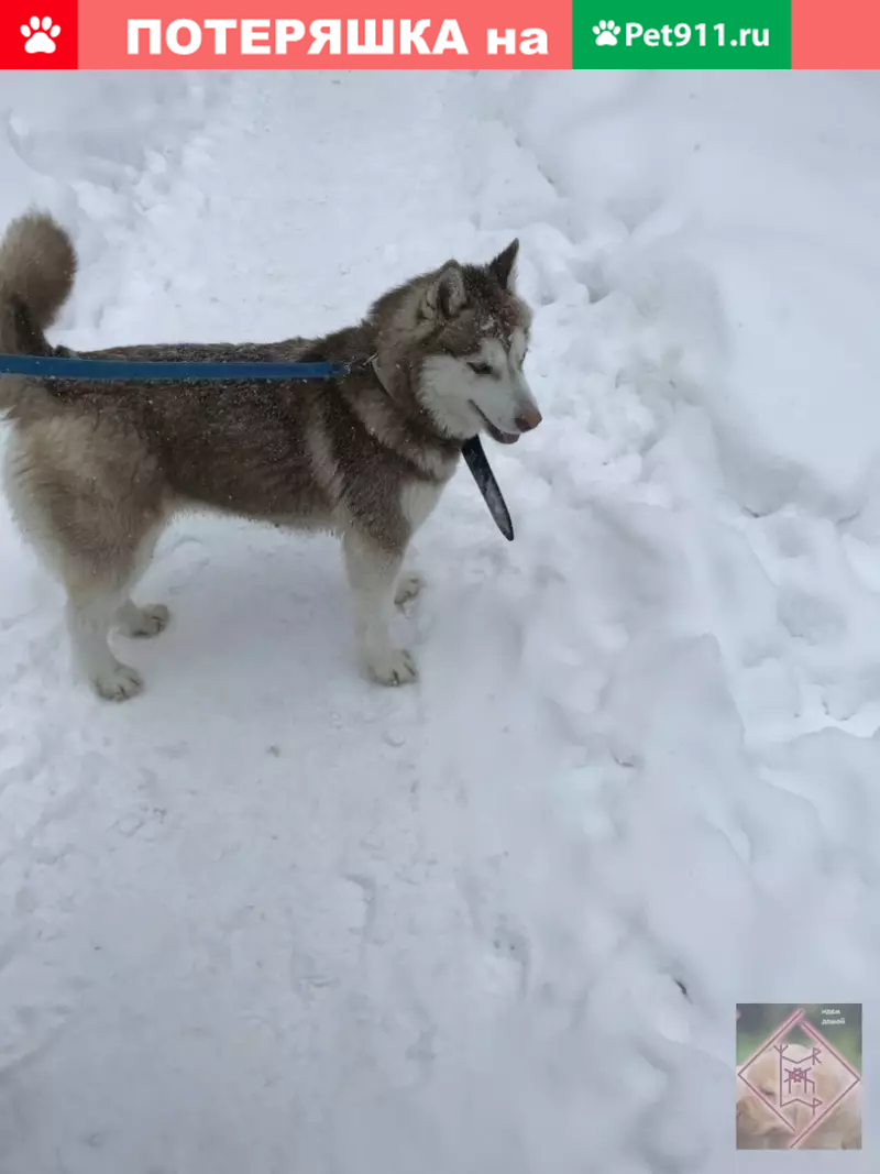 Найден Хаски в районе б. Гагарина, Пермь. | Pet911.ru