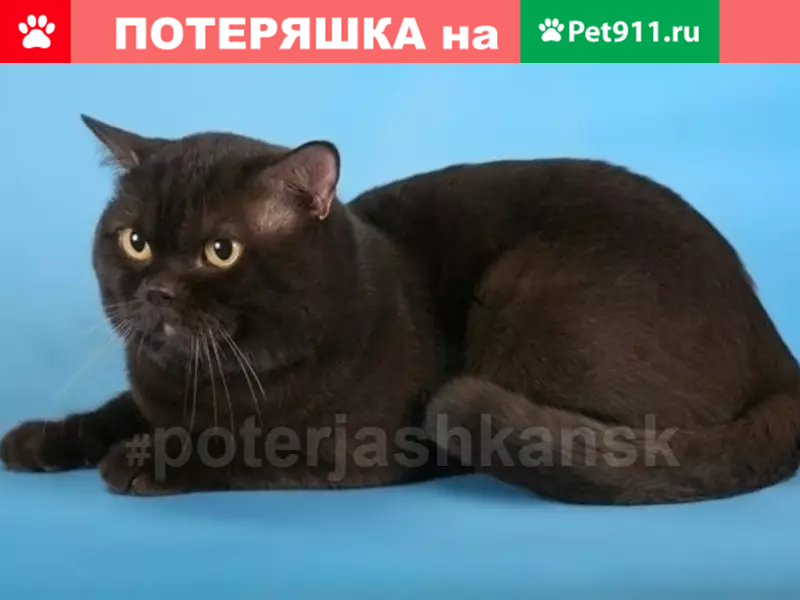 Найдена британская кошка в Новосибирске | Pet911.ru