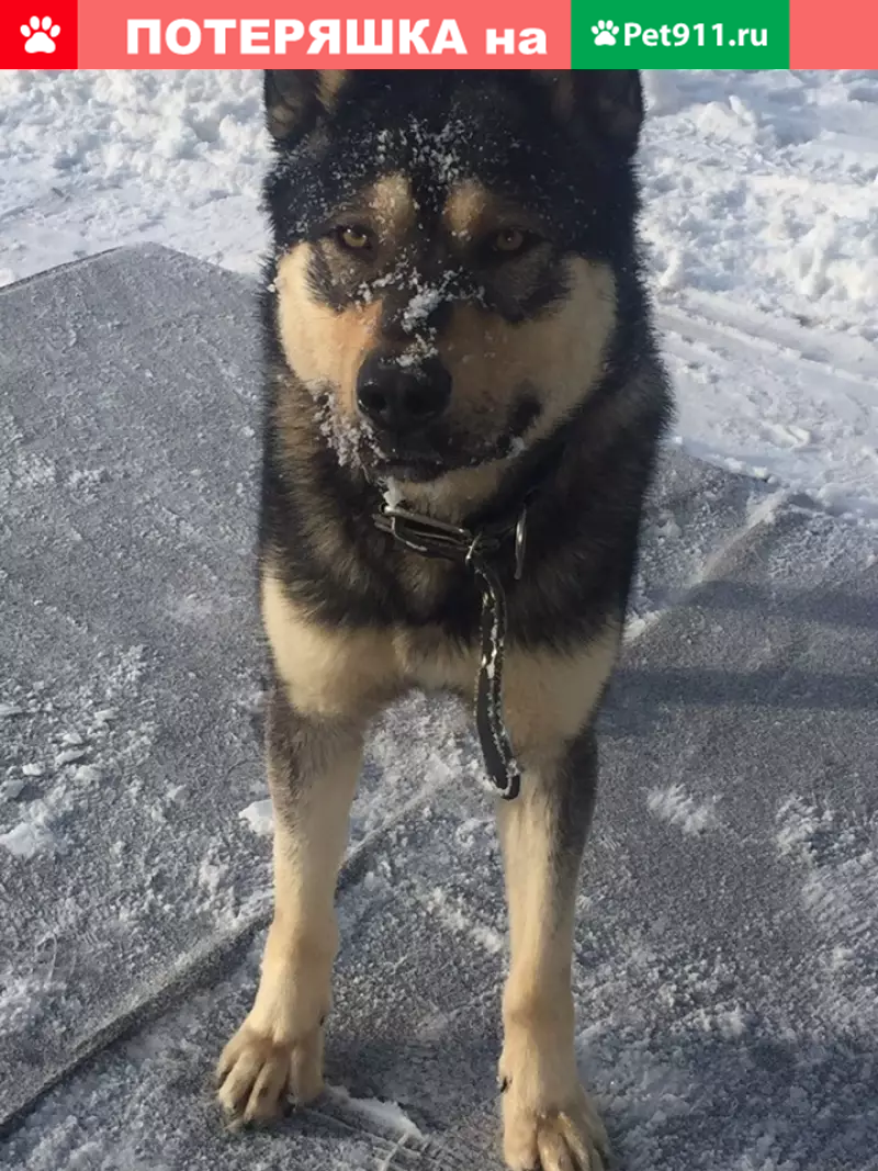 Найдена собака на Янаульской улице! | Pet911.ru