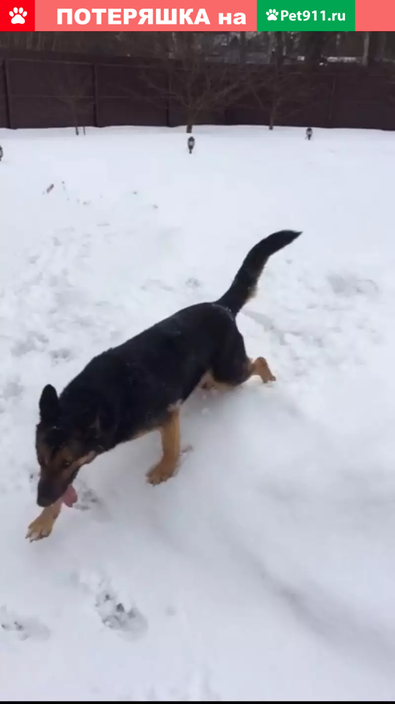 Пропала собака Лайма в Луховицах на улице Лесная. | Pet911.ru