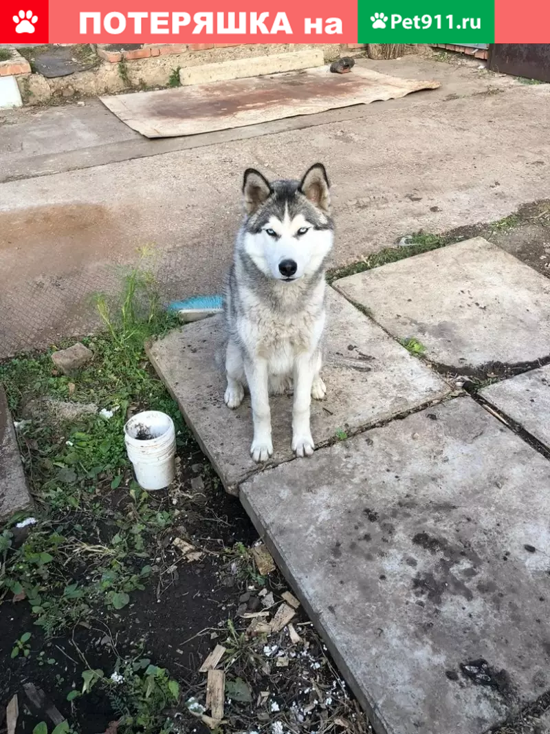 Пропала собака Рик в п. Тугайлы, РБ, Мелеуз. | Pet911.ru